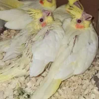 جوجه عروس هلندی