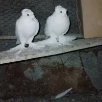 کبوتر راعبی|پرنده|باغ بهادران, |دیوار