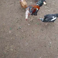 مرغ و خروس و جوجه لاری