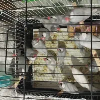 فنچ نرگسی|پرنده|شیراز, سرو|دیوار