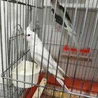 عروس مولد،گرینچبک‌باجوجه