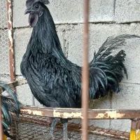 خروس سیاه / خروس  ایام سمانی