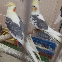 عروس هلندی|پرنده|تهران, بریانک|دیوار