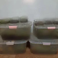 بیزینس کار در منزل شغل خانگی کاردرمنزل حلزون