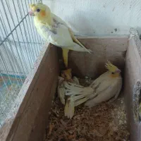 جوجه عروس هلندی