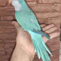طوطی راهب سخنگو (فول دستی )