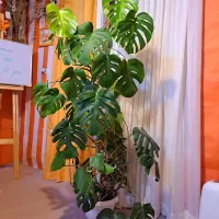 برگ انجیری پربرگ و بلند
