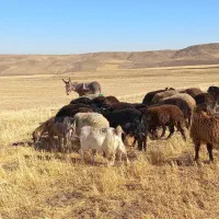فروش الاغ یک ساله گوسفندی قیمت ۷ میلیون|حیوانات مزرعه|اردبیل, |دیوار