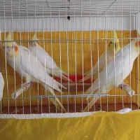 عروس هلندی بادوجوجه|پرنده|سلماس, |دیوار