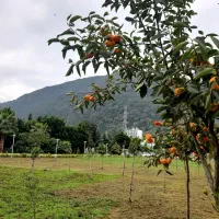 فروش-زمین-مسکونی-دشت-ارژن220-متر