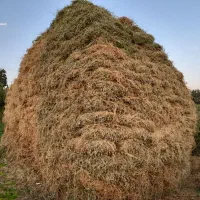 یونجه|لوازم جانبی حیوانات|خوی, |دیوار