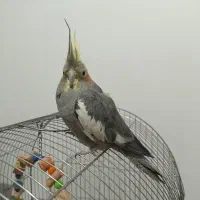 عروس هلندی