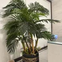 درخت مصنوعی کنتیا ۵ تنه