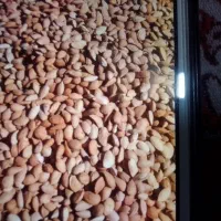 بادام|حراج|سبزوار, قصبه شرقی|دیوار