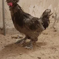 مرغ خروس زینتی|حیوانات مزرعه|امیدیه, |دیوار