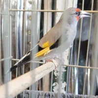 سهره نر جوجه قفس نوک پا سفید