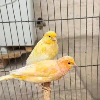 قناری ماده سرخ لیمویی