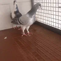 دمگیر|پرنده|اصفهان, سودان|دیوار