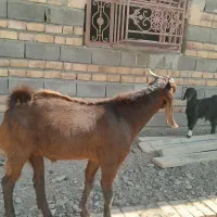 نر جوان نسلدار