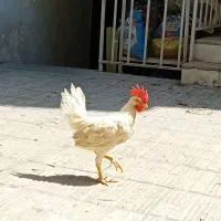 خروس،جوان