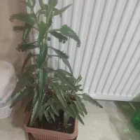 گل پینگ پرنسس برگ انجیری سانسوریااشک عروس برگ بید|گل و گیاه طبیعی|مشهد, شهرک لشکر (شهرک غرب)|دیوار