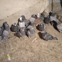 کبوتر دوبر 18عدد