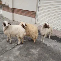 فروش بره چاق|حیوانات مزرعه|سیوان, |دیوار