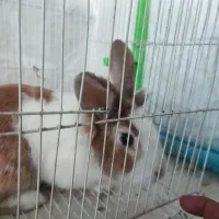 خرگوش|موش و خرگوش|چناران, |دیوار