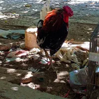 خروس چهل جیل ریشی کاکلی|پرنده|اصفهان, جاوان|دیوار