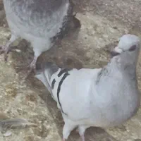 سبز کلاغ آس|پرنده|یزدان شهر, |دیوار