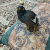 فروش مرغ مینا