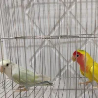 دو جفت مولد طوطی برزیلی کار داده با تست جنسیت|پرنده|تهران, شهرک ولیعصر شمالی|دیوار