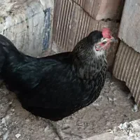 مرغ جوان و تخم گذار