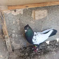 سینه سیاه