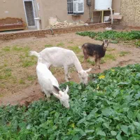 بزسانازآبستن دورگه بادوتاکره ماده آلپاوسانازاصل