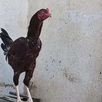 خروس لاری ،تعدادی خروس لاری جوان