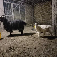 فروش بزو بزغاله