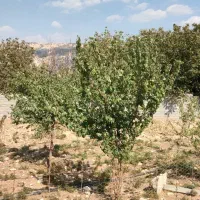 گاوداری ۴هزار متری به همراه باغ۶هزار متری|فروش دفتر صنعتی، کشاورزی، تجاری|ایوان, |دیوار