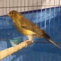 دیوار...قناری نر