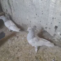 کبوتر|پرنده|شیراز, شهرک مهرگان|دیوار