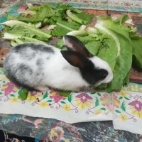 بچه خرگوش|موش و خرگوش|کرمانشاه, |دیوار