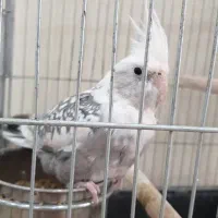 عروس هلندی جفت