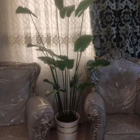 گلهای آپارتمانی|گل مصنوعی|اسلامشهر, مطهری|دیوار