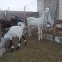 بز..کهره گلابی|حیوانات مزرعه|شیراز, کرونی(خاتونک)|دیوار