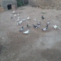 کبوترتکپر|پرنده|فراغی, |دیوار