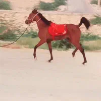 اسب مادیان سالار ۲پدر بزرگش هست