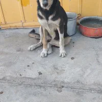 توله سگ نر ۴ ماهه رایگان