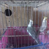 دو عروس بالغ خوب|پرنده|مرودشت, مختارآباد|دیوار