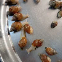 حلزون|خزنده|ارومیه, |دیوار