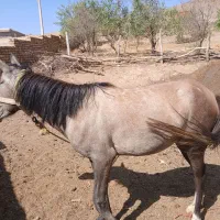 اسب مادیان|اسب و تجهیزات اسب‌سواری|ابهر, |دیوار